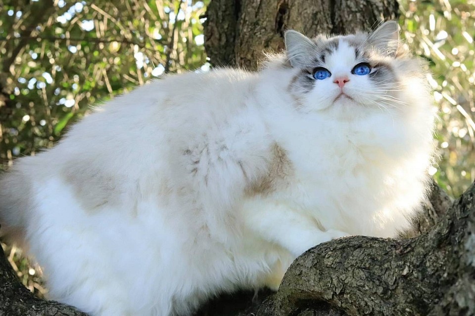 Amore ( Seal Lynx Bicolour)