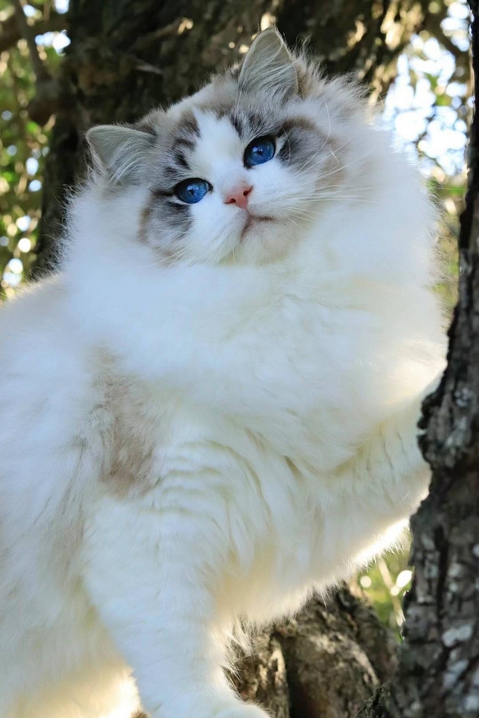 Amore