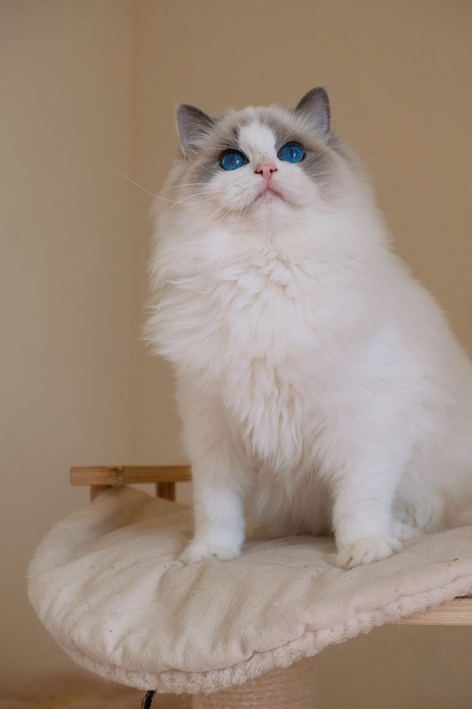 Elsa