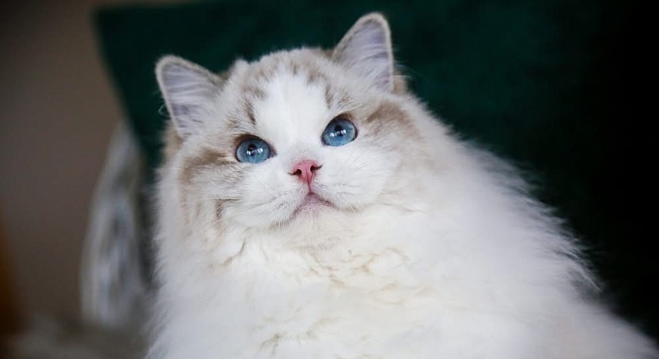 Bambina ( Seal Lynx Bicolour )