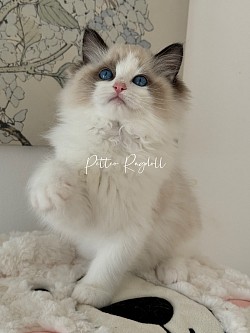 Petteo Blue