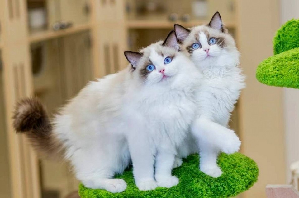 Petteo Zilliqa & Vance