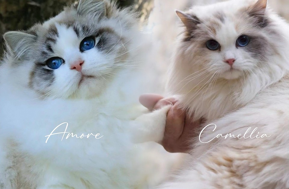 Amore & Camellia expectedv due date : Beginning of May