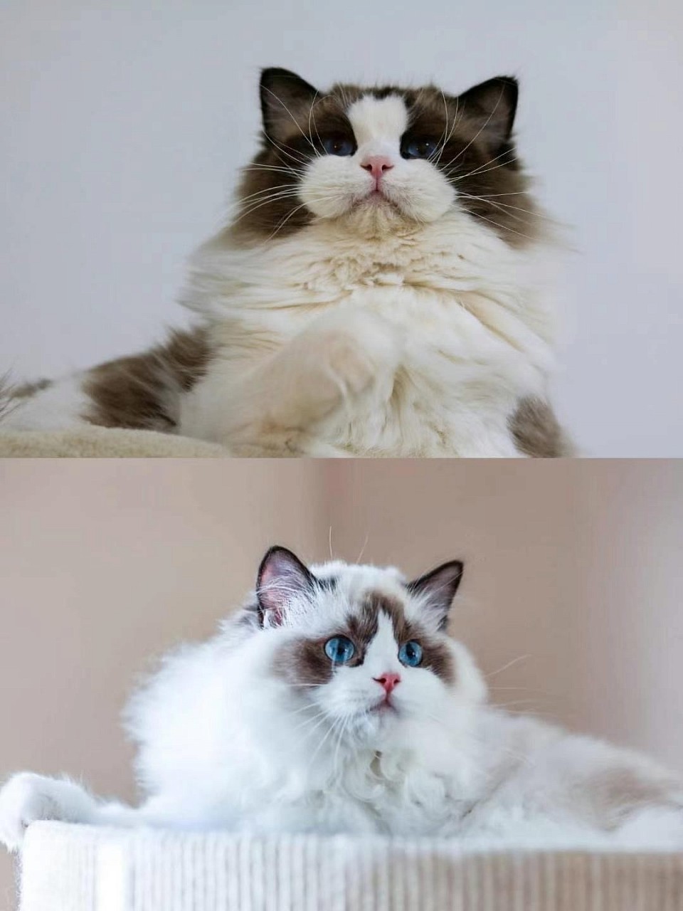 Ullises & Celin expectedv due date : Beginning of May（ Fully Reserved)