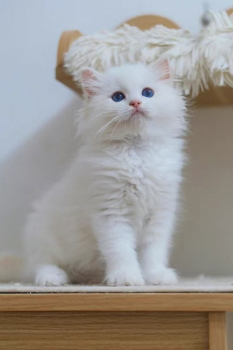 *Regardless of pick order, every adopter gets a kitten with a sweet and loving temperament. I will never have a kitten who isn’t friendly.  Adopters who have chosen a pet quality have been thrilled with their kittens!