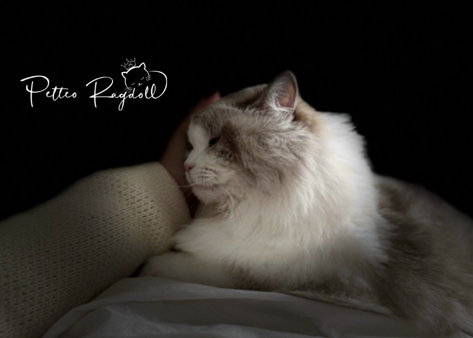 All videos and photos are created by Petteo Ragdoll.