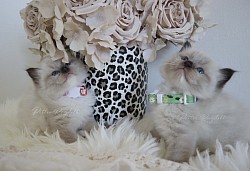 Red - Seal Point Mitted Girl /Green -Seal point mitted Boy