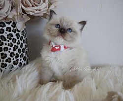 Seal Point Mitted Girl