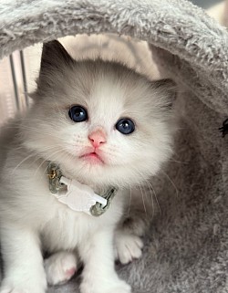 Seal lynx Boy