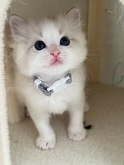 Seal lynx Boy