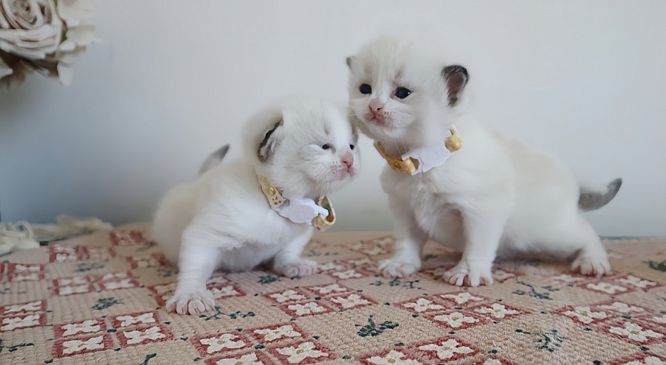 Avery’s babies