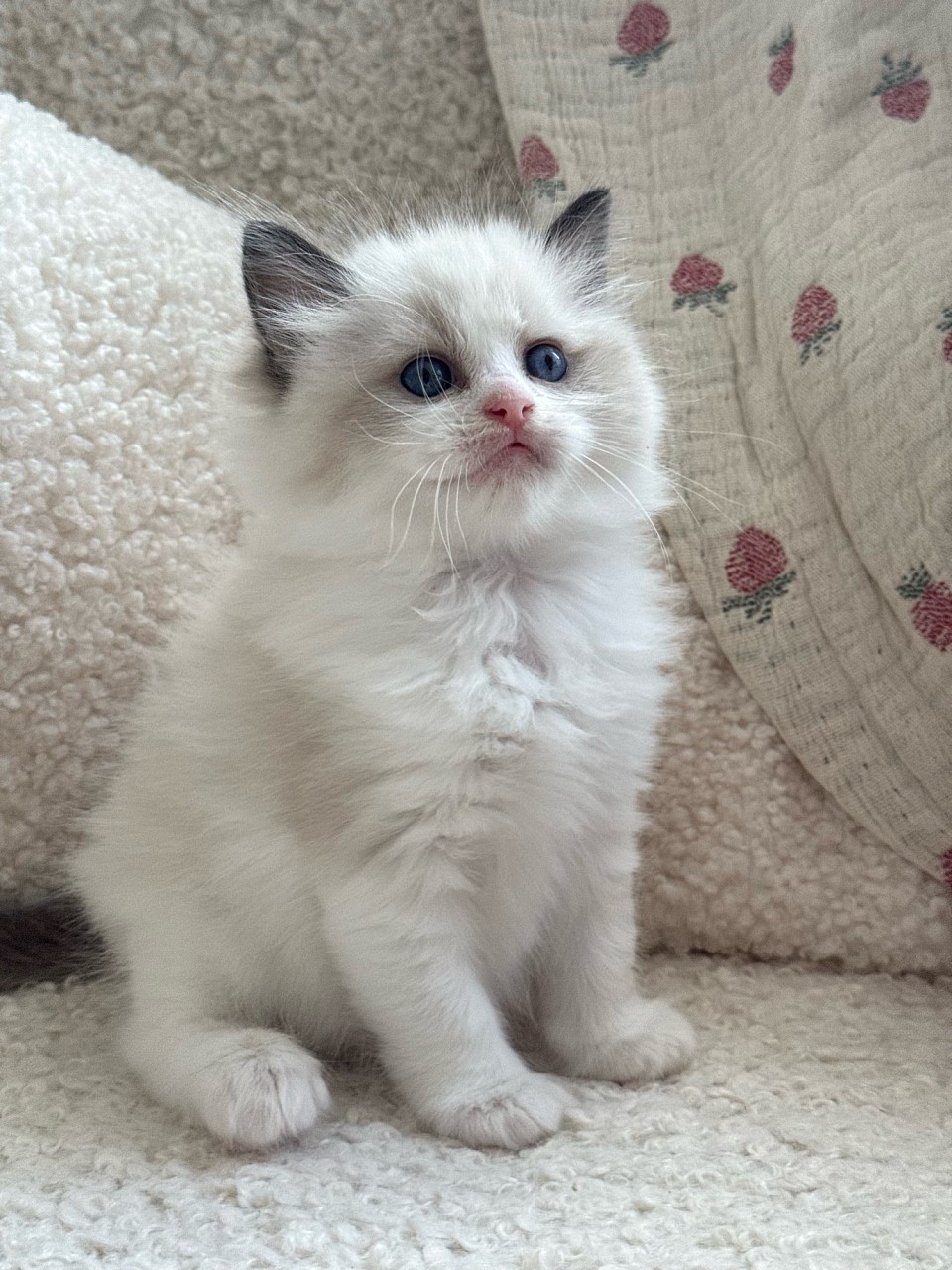 Girl Seal bicolour - Show Level （Available)