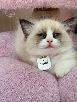 Seal bicolour Girl - Pet Level （Reserved)