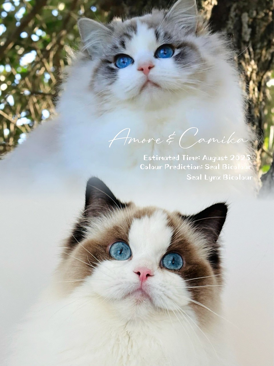 Amore & Camika