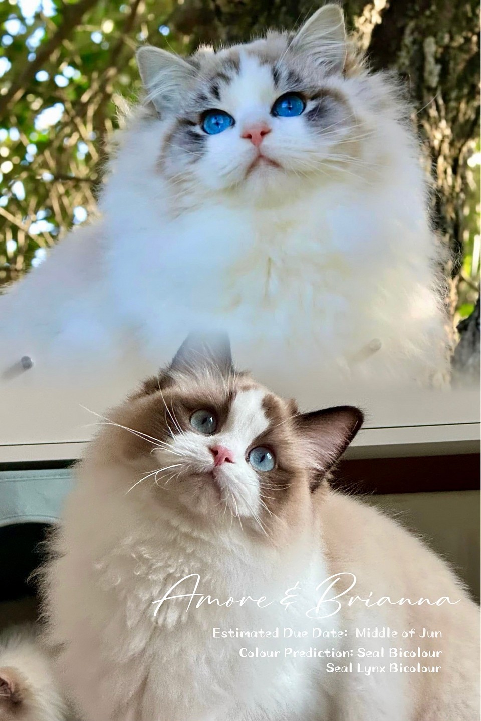 Amore & Briana