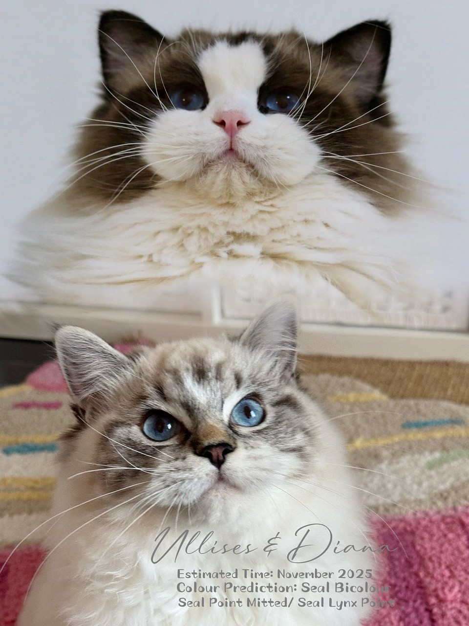 Ullises & Diana