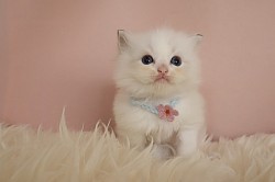 Seal Lynx Boy