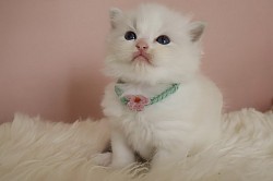 Seal Lynx Boy