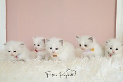 Petteo Ragdoll
