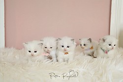 Petteo Ragdoll