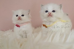 Two Tortie Girls