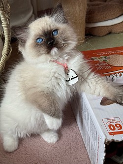 Pink - Seal Point Mitted Girl - Pet Level (Reserved)
