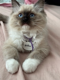 Seal Point Mitted Girl - Breeding Level（Reserved)
