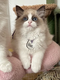 Seal Bicolour Girl - Pet Level (Reserved)