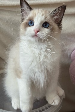 Blue - Seal Bicolour Boy - Breeding Level（Reserved)