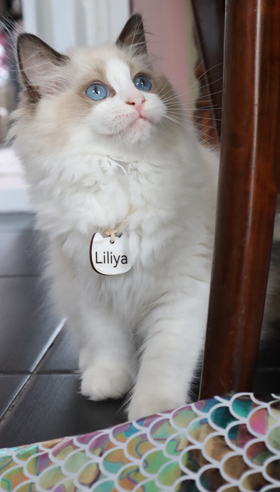 Girl Seal bicolour （Available)