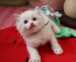 Seal Lynx Boy