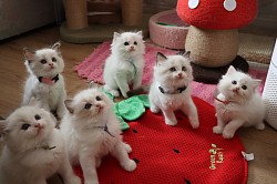 Petteo Ragdoll