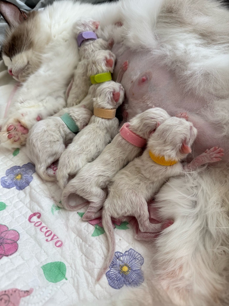 Brianna & FurBabies