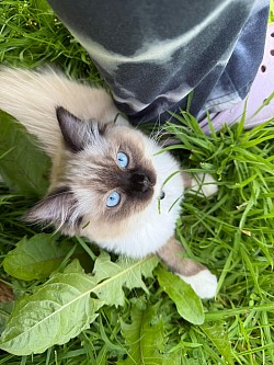 Willow
