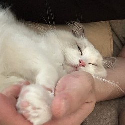 Miko