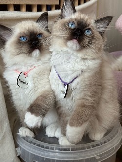 Madeline & Willow