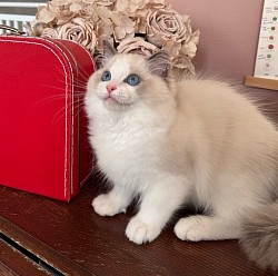 Petteo Miko