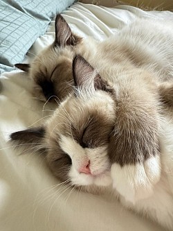 Chibi & Kenji