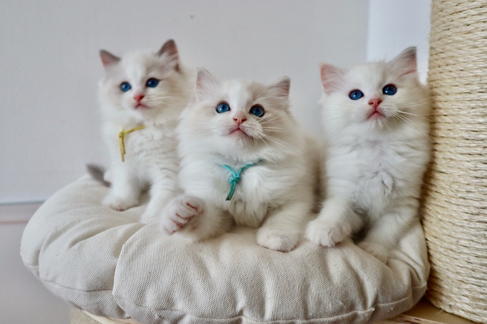 *Regardless of pick order, every adopter gets a kitten with a sweet and loving temperament. I will never have a kitten who isn’t friendly.  Adopters who have chosen a pet quality have been thrilled with their kittens!