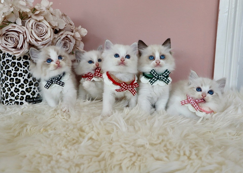 Brianna Fur-babies