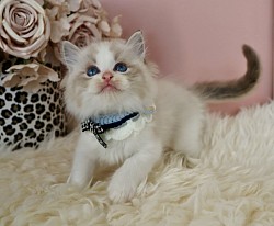 Seal Lynx Bicolour Boy ( only available for cattery)