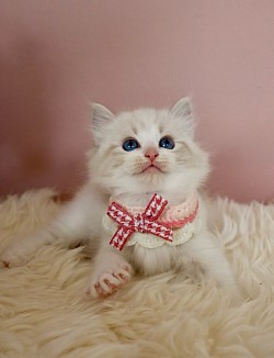 Seal Lynx Bicolour Girl ( only available for Cattery )