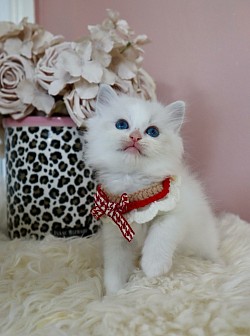 Seal Lynx Bicolour Girl (available)