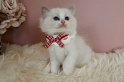 Seal Lynx Bicolour Girl (available)