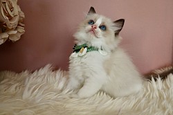 Seal Bicolour Boy (available)
