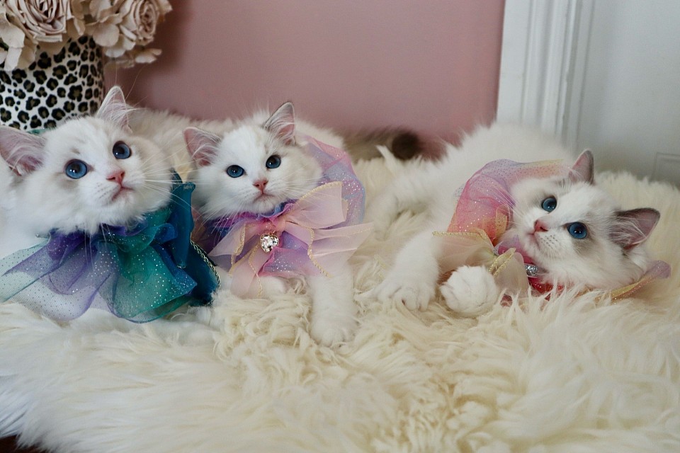 Camellia’s baby