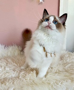 Petteo Mochi