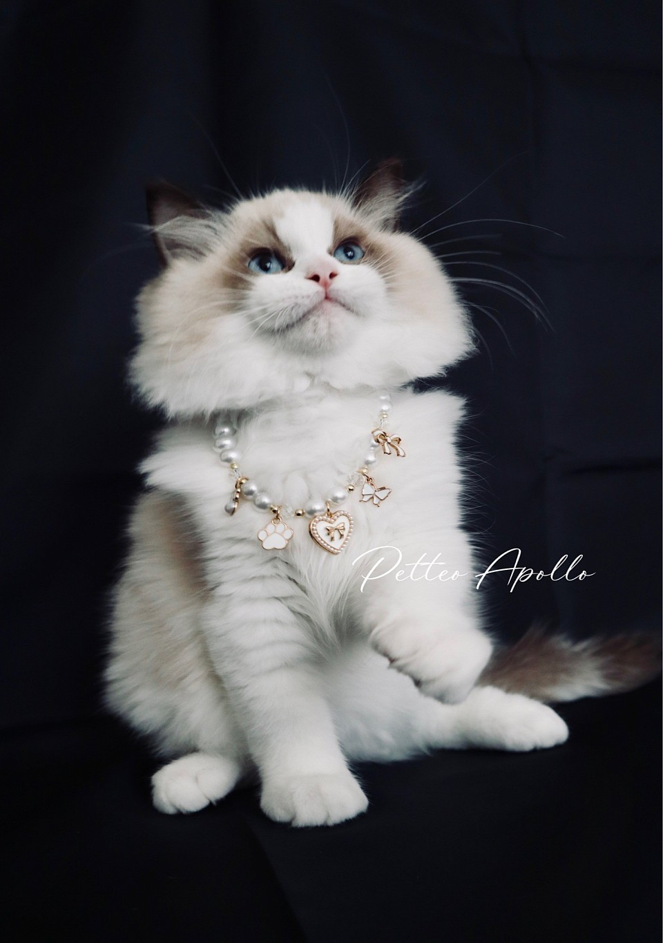 Petteo Apollo