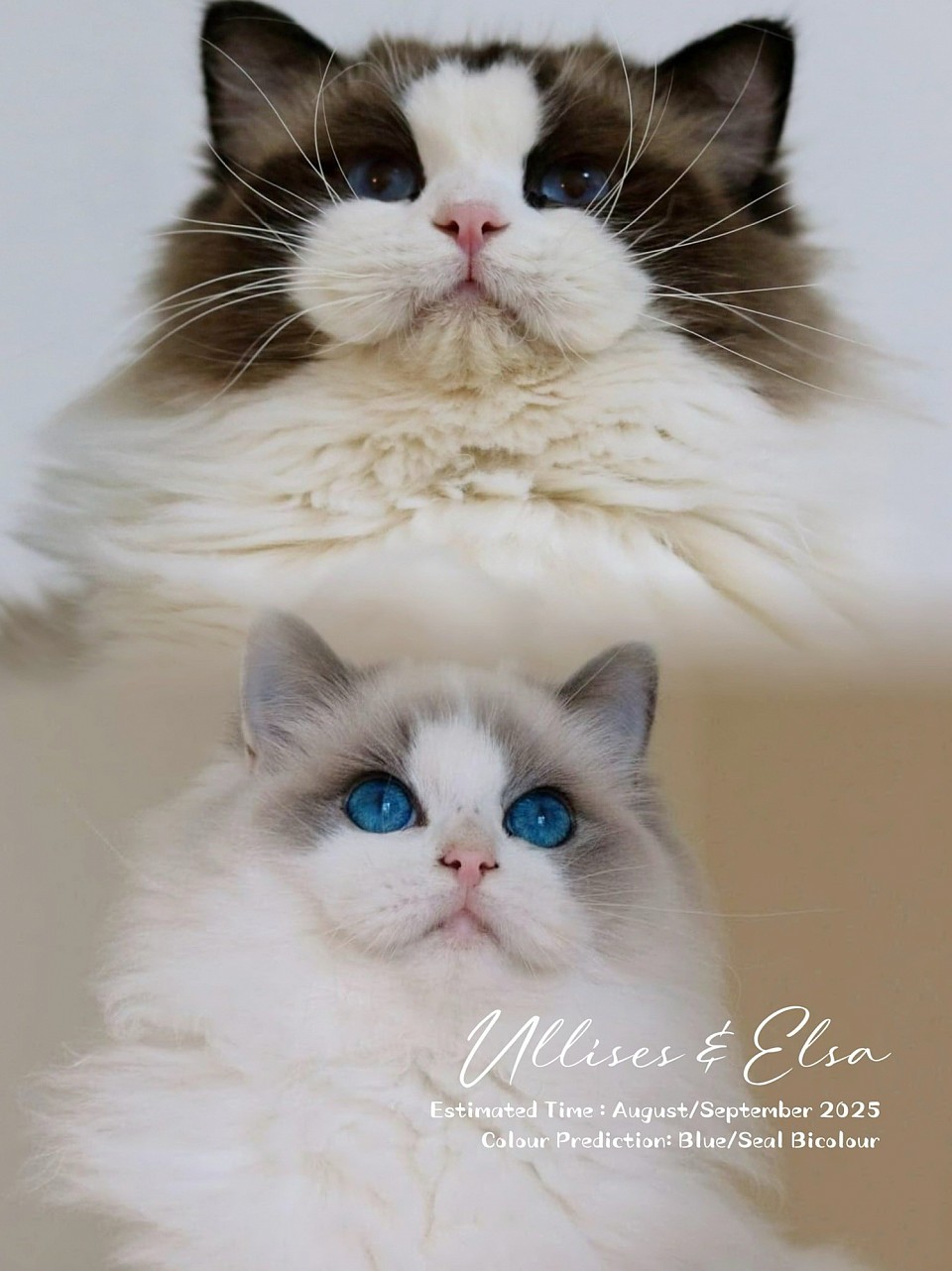 Ullises & Elsa