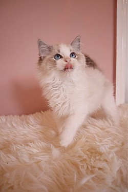 Seal Lynx Bicolour Boy ( show level )